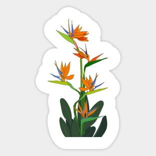 flowers Strelitzia tropical south africa flower Sticker